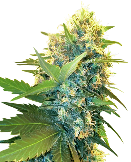 (Bild für) Double Kush Cake Feminised Seeds
