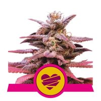 (Bild für) Wedding Crasher Feminised Seeds