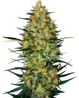 Caramellow Kush Auto Feminised Seeds