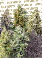 (Bild für) Sweet Mix Auto Feminised Seeds - 10
