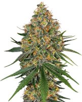 White Cheese Feminised Seeds (Bild für) White Cheese Feminised Seeds