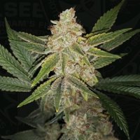 (Bild für) Hazanana Feminised Seeds