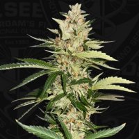 (Bild für) Banana Candy Krush Feminised Seeds