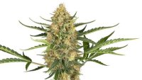 (Bild für) Blueberry Bubblegum Auto Feminised Seeds