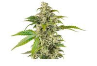 (Bild für) Sweet And Sour Cream Auto Feminised Seeds
