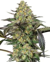 Grapevine Candy Feminised Seeds