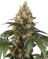 Chocolate Rainbow XXL Feminised Seeds