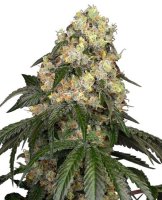 White Biscotti OG XXL Feminised Seeds (Bild für) White Biscotti OG XXL Feminised Seeds