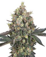 Sweet Berry Breeze Feminised Seeds (Bild für) Sweet Berry Breeze Feminised Seeds