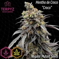 (Bild für) Mentha De Croco 'Croco' Bx Regular Seeds