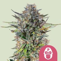 (Bild für) Pink Gorilla Feminised Seeds