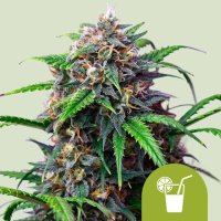 (Bild für) Purple Lemonade Auto Feminised Seeds