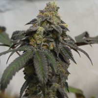 (Bild für) French Cookies 710 Special Pack Feminised Seeds - 6+1