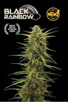 (image for) Black Rainbow Auto Feminised Seeds