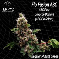 (Bild für) Flo Fusion ABC Regular Seeds