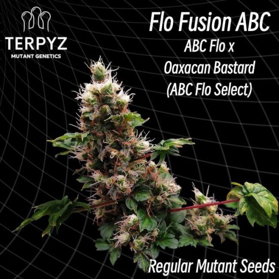 (Bild für) Flo Fusion ABC Regular Seeds