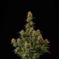 (image for) Amaretto Tarmac Auto Feminised Seeds
