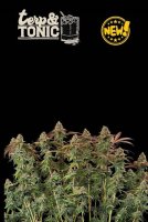 (image for) Terp & Tonic Auto Feminised Seeds
