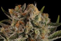 (image for) Triton Biscotto Lime Auto Feminised Seeds