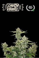 (image for) Candy Dawg Auto Feminised Seeds