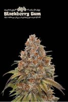 (image for) Blackberry Gum Auto Feminised Seeds