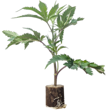 (Bild für) Animal Tsunami - Jungle Boys