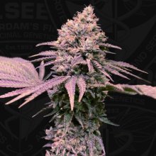 (Bild für) London Mint Cake Feminised Seeds