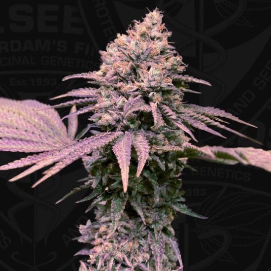 (Bild für) London Mint Cake Feminised Seeds