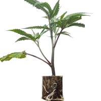 (Bild für)  Blueberry Muffin - Humboldt Seeds 