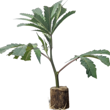 (Bild für) Collie Man Kush - Humboldt Seeds