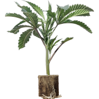 (Bild für)  Dante's Inferno - Mile Highdave Cut 