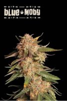 (image for) Blue Moby Auto Feminised Seeds