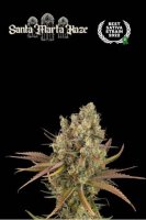 (image for) Santa Marta Haze Auto Feminised Seeds