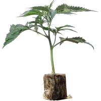 (Bild für)  Emergen-C - Seedjunky Berner Cut 