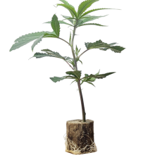 (Bild für) Hella Jelly - Humboldt Seeds