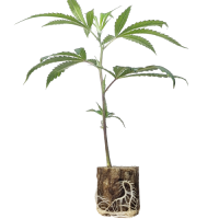 (Bild für)  Jokerz Candy - Compound Genetics 