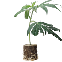 (Bild für)  Jungle WIFI - Jungle Boys 