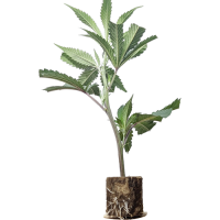 (Bild für)  London Mint Cake - TH Seeds 