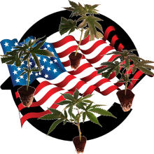 (Bild für)  Sortenmischung US-Kali Genetiken 