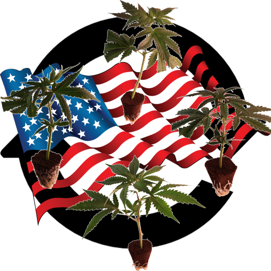 (Bild für)  Sortenmischung US-Kali Genetiken 