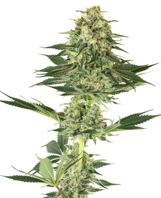 Banana Kush Feminised Seeds