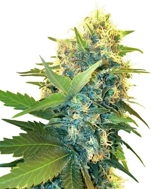 (Bild für) Double Kush Cake Feminised Seeds