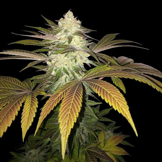 (Bild für) Orangesicle Feminised Seeds