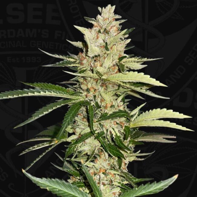 (Bild für) Banana Candy Krush Feminised Seeds