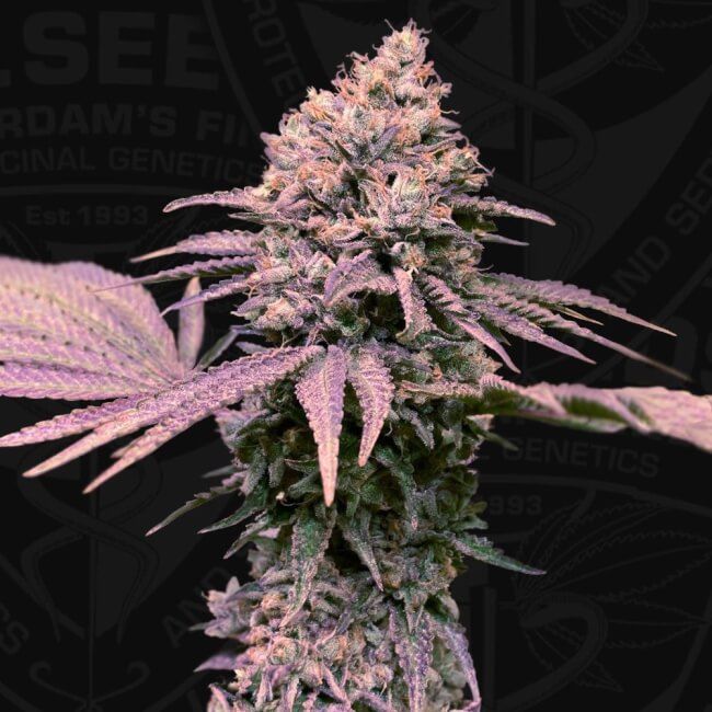 London Mint Cake Feminised Seeds