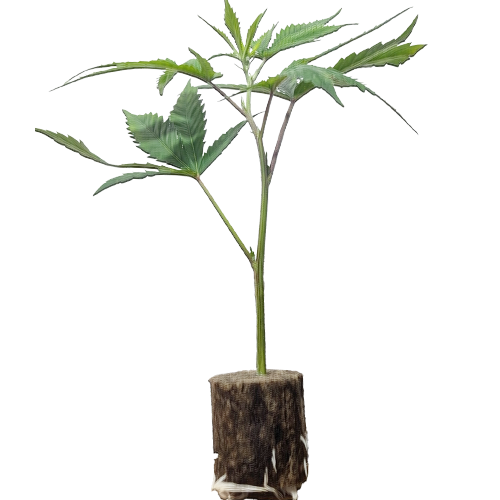 (Bild für)  Break Pad Breath - Ripper Seeds 