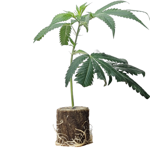 (Bild für)  Jungle WIFI - Jungle Boys 