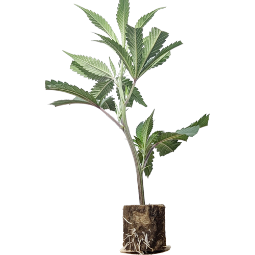 (Bild für)  London Mint Cake - TH Seeds 