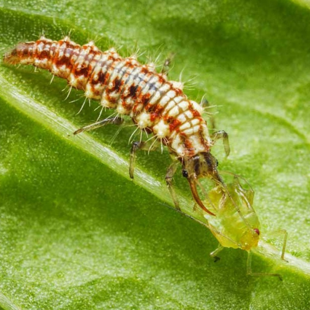 (Bild für) Schädlingsbekämpfung & Nützlinge