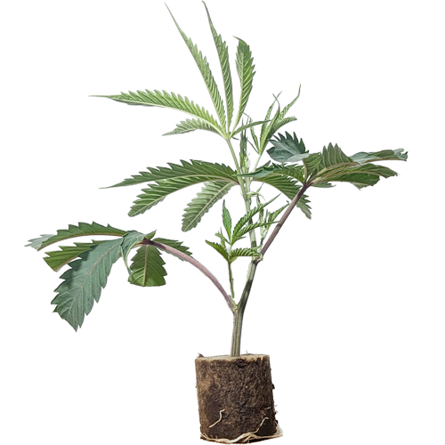 (Bild für)  Strawberry Pave - Compound Genetics 